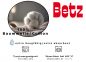 Preview: Betz 12 unidades Pañuelos para hombres MARTIN  Dessin 03 tamaño 40x40 cm 100% algodón