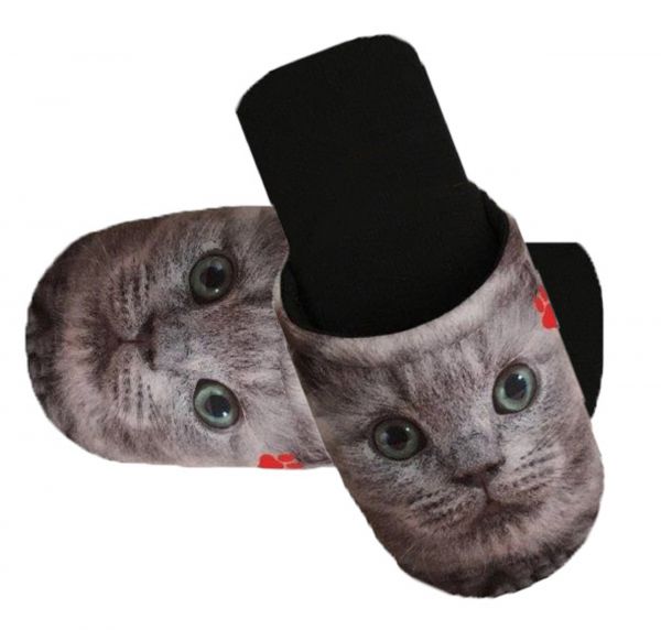 Cat wearing online slipper